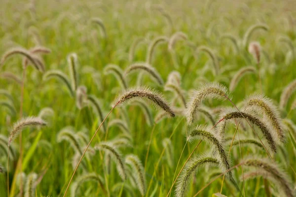 Güzel buğday tarlası — Stok fotoğraf