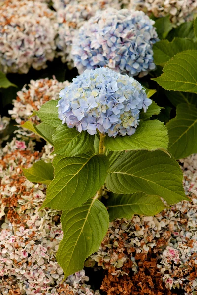 Planta hortênsia grande com flores — Fotografia de Stock