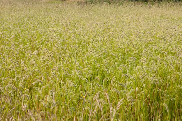 Beautiful wheat field — Stock Photo, Image