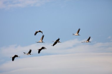 Uçan Vinçler emretti 