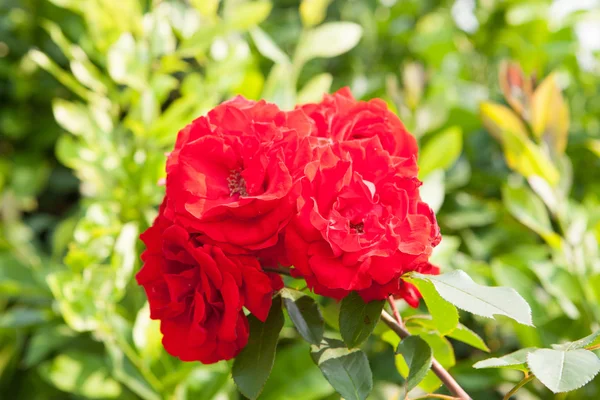 Divoká růže s krásným rudých růží — Stock fotografie