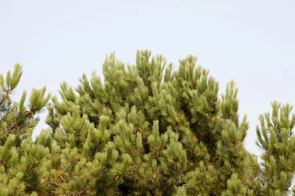 El punto más alto de la parte superior de un exuberante pino — Foto de Stock