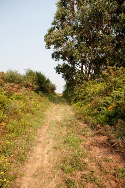 Fina spår mitt i naturen — Stockfoto