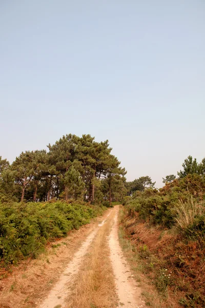 Szép ösvény nyaralóparkban — Stock Fotó