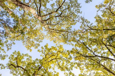 Ağaçların tepelerinin doğal arka plan görüntüsü mavi gökyüzüne doğru uzanıyor 