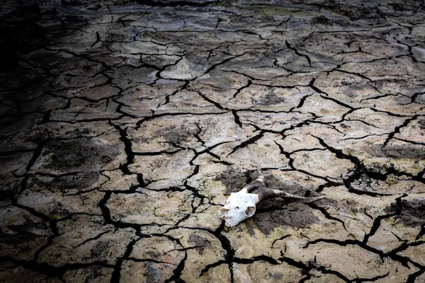 Consecuencias Sequía Tierra Agrietada Con Cráneo Ganado —  Fotos de Stock