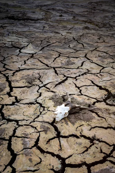 Kuraklığın Sonuçlarına Sığır Kafatası Ile Çatlamış Toprak — Stok fotoğraf
