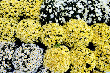 Arkaplan olarak birçok renkli çiçeğin seçimi