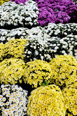 Arkaplan olarak birçok renkli çiçeğin seçimi