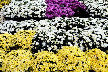 Arkaplan olarak birçok renkli çiçeğin seçimi