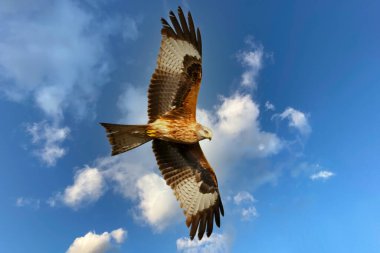Mavi gökyüzünde beyaz bulutlarla uçan kahverengi kartal