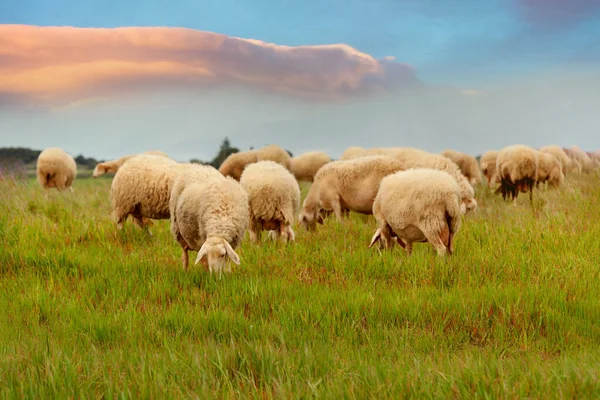 Πολλά Πρόβατα Βόσκουν Στο Λιβάδι Κατά Διάρκεια Του Ηλιοβασιλέματος — Φωτογραφία Αρχείου