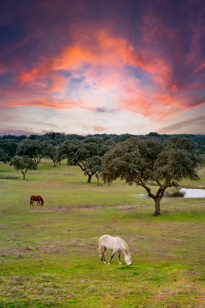 Céu Bonito Prado Com Dois Cavalos Pastando — Fotografia de Stock