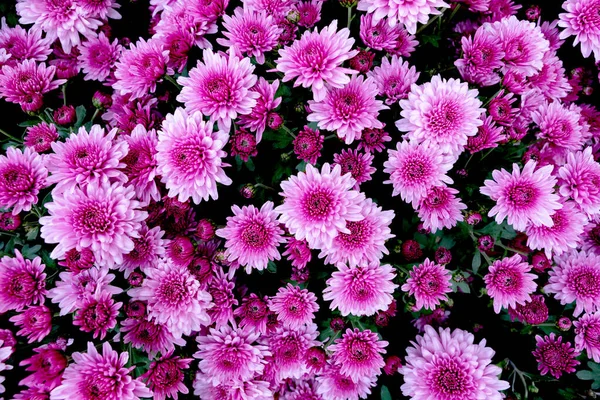 Selection Many Purple Flowers Background — Stock Photo, Image