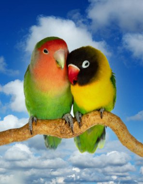 Bir çift aşk kuşu arka planda güzel bir gökyüzüne sahip agapornis-fischer