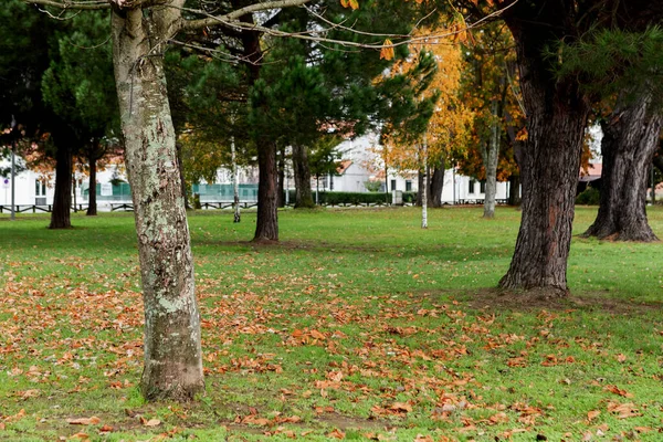 Schöner Park Herbst Mit Braunen Blättern Auf Dem Boden — Stockfoto