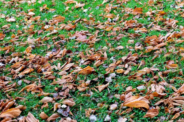 Çimlerin Üzerinde Kahverengi Yapraklar Sonbahar Geldi — Stok fotoğraf