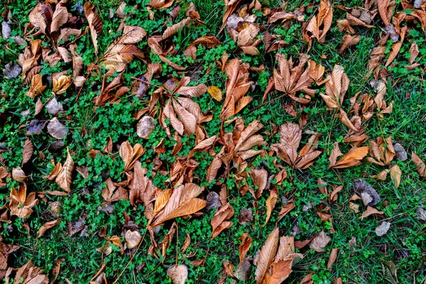 Braune Blätter Auf Dem Gras Der Herbst Ist — Stockfoto