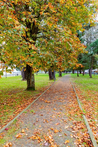 Schöner Park Herbst Mit Braunen Blättern Auf Dem Boden — Stockfoto