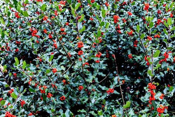 Séance Photo Automne Nature Holly Tree — Photo