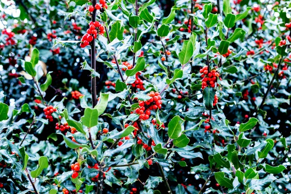 Séance Photo Automne Nature Holly Tree — Photo