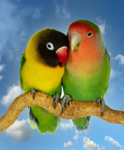 Pareja Tortolitos Agapornis Fischer Con Hermoso Cielo Fondo Fotos de stock libres de derechos