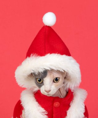 Beyaz arka planda izole edilmiş Noel elbiseli Sfenks kedisi