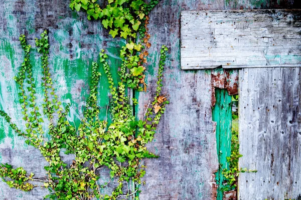 Pared Madera Deteriorada Decorada Con Plantas Trepadoras —  Fotos de Stock