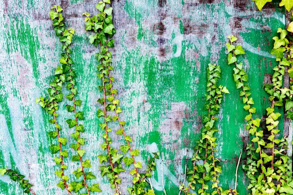 Verslechterde Houten Muur Versierd Met Klimplanten — Stockfoto