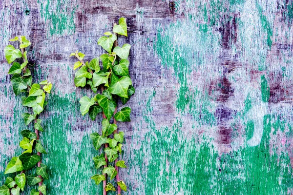 Parede Madeira Deteriorizada Decorada Com Plantas Escalada — Fotografia de Stock