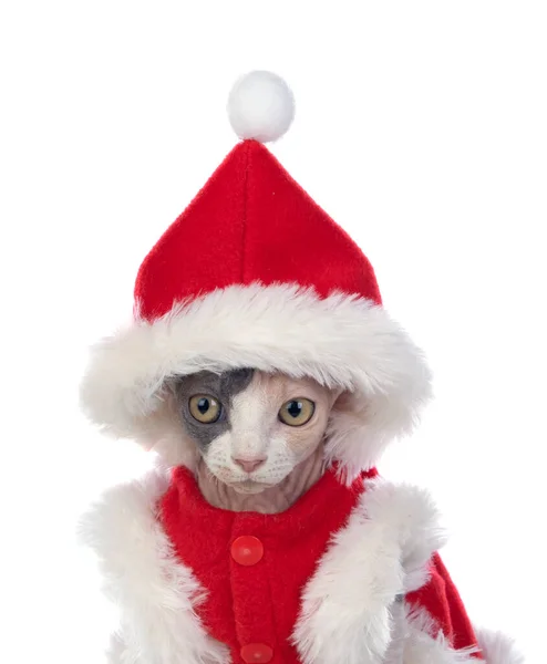 白い背景に隔離されたクリスマス服とスフィンクス猫 — ストック写真