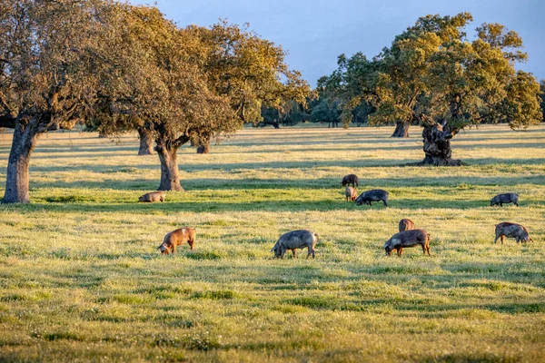 Pigs Eating Field Autumn — Stock Photo, Image