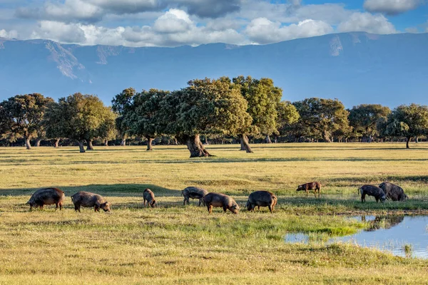 Cerdos Comiendo Campo Durante Otoño — Foto de Stock