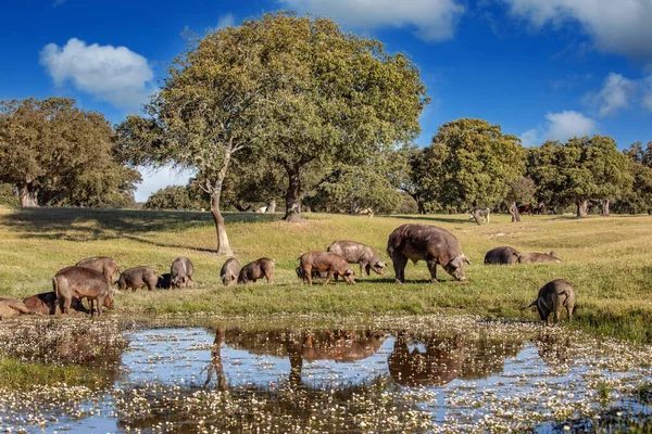 Suini Che Mangiano Nel Campo Durante Autunno — Foto Stock