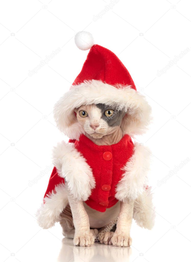 Sphinx cat with Christmas clothes isolated on a white background