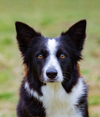 Güzel Sınır Çobanı çimlerin üzerinde siyah beyaz