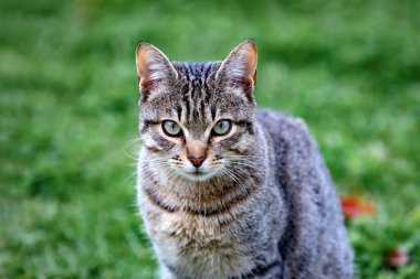 Güzel gri kedi parkta eğleniyor.