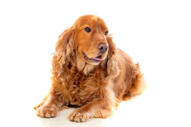Sevimli Cocker Spaniel beyazı izole etti. 