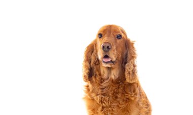 Sevimli Cocker Spaniel beyazı izole etti. 