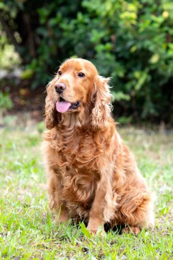 Sevimli Cocker Spaniel güzel bir parkın tadını çıkarıyor. 