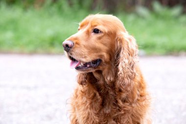 Sevimli Cocker Spaniel güzel bir parkın tadını çıkarıyor. 