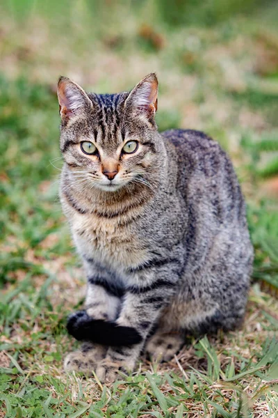 Gato Cinzento Bonito Desfrutando Parque — Fotografia de Stock