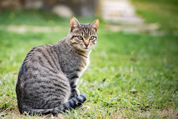 Güzel Gri Kedi Parkta Eğleniyor — Stok fotoğraf