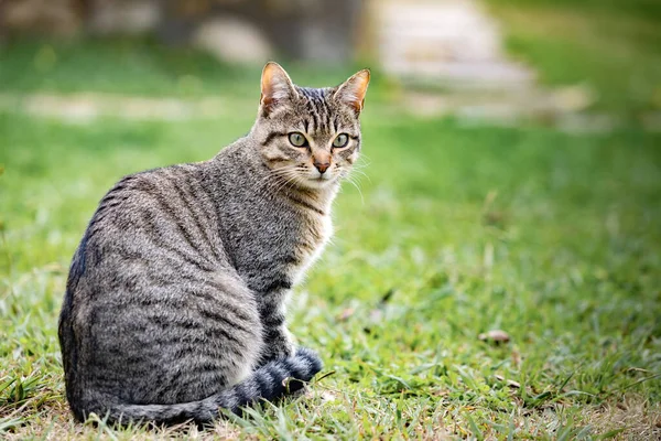 Gato Cinzento Bonito Desfrutando Parque — Fotografia de Stock