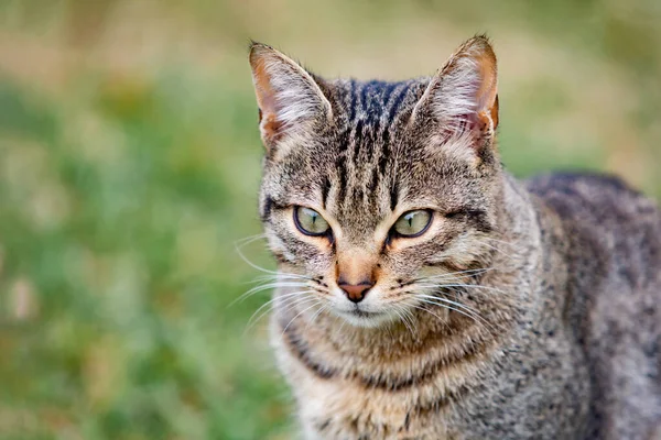Güzel Gri Kedi Parkta Eğleniyor — Stok fotoğraf