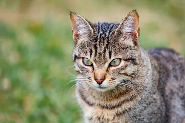 Beau Chat Gris Jouissant Dans Parc — Photo