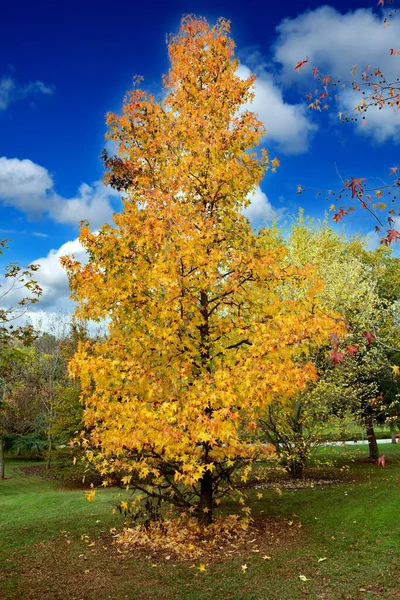 Herbstszene Sturz Bäume Und Blätter Sonnenlicht — Stockfoto
