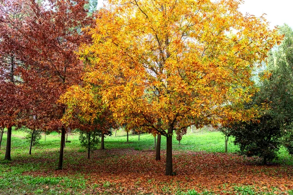 Autumn scene. Fall. Trees and leaves in sun ligh