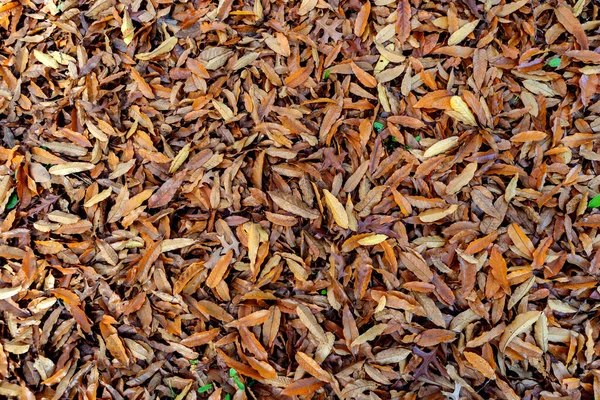 Bruine Herfstbladeren Gebruiken Als Behang — Stockfoto