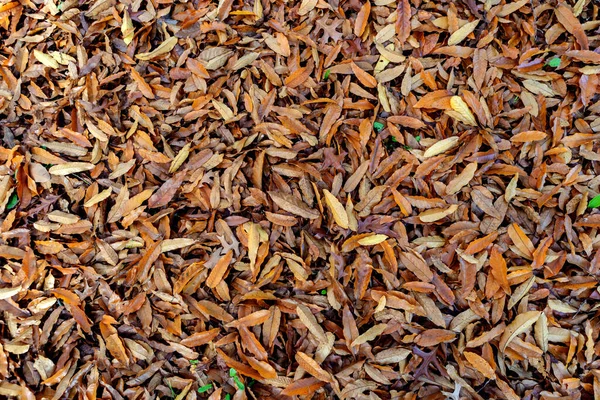 Feuilles Automne Marron Utiliser Comme Papier Peint — Photo